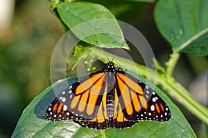 Monarch butterfly in sunlight with spread wings, macro image