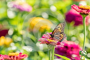 Monarch Butterfly in Sunshine