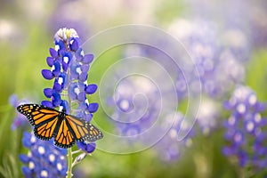 Monarch butterfly on Texas Bluebonnet flower