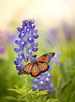 Monarch butterfly on Texas Bluebonnet flower photo