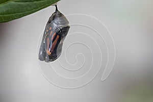 Monarch butterfly about to emerge from chrysalis