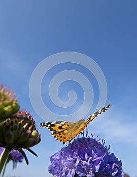 Monarch butterfly on top of a blue Scabiosa flower.