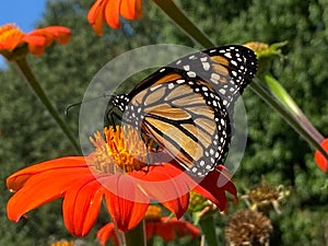 Monarch Butterfly on Top of a Colorful Orange Flower