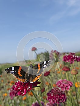 Monarch butterfly on top of a red Scabiosa flower.