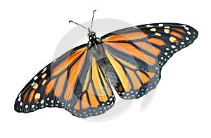 Monarch butterfly top view isolated