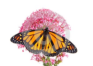 Monarch butterfly, top view with wings open, on pink Egyptian Star Cluster flowers