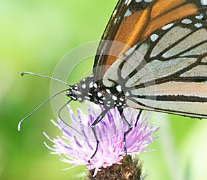 Monarch Butterfly on a trail in Eight Rod Farm, Tiverton, Rhode Island