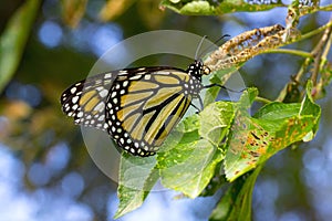 Monarch Butterfly in a tree withe blue sky