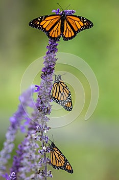 Monarch Butterfly trio on blue salvia flowers, green background