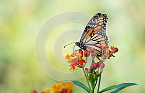 Monarch butterfly on tropical milkweed flowers