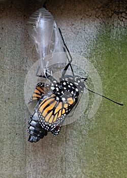 Monarch Butterfly Unfolding from Chrysalis