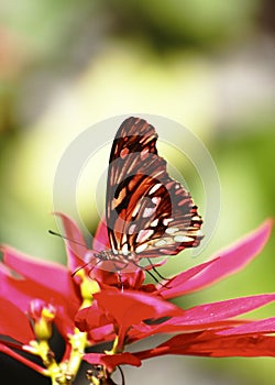 Monarch butterfly in Uruapan, Michoacan, Mexico. I