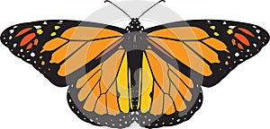 Monarch butterfly vector photo