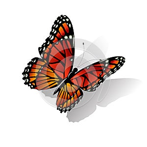 The Monarch butterfly vector