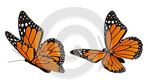 The monarch butterfly vector illustration