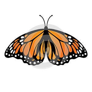 Monarch butterfly. Vector illustration isolated on white background