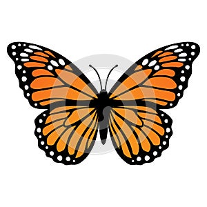 Monarch butterfly. Vector illustration isolated on white background
