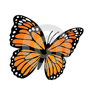 Monarch butterfly. Vector illustration isolated on white background