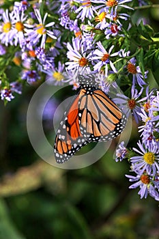 Monarch Butterfly Vertical