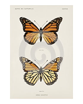 Monarch butterfly vintage illustration by Sherman F. Denton. Digitally enhanced by rawpixel