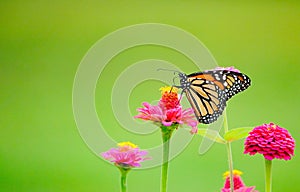 Monarch Butterfly Visiting Zinnia Flowers