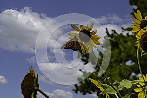 Monarch butterfly, wanderer, common tiger on yellow flower, sunflower