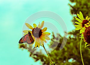 Monarch butterfly, wanderer, common tiger on yellow flower, sunflower