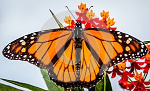 Monarch Butterfly