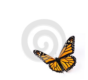 Monarch Butterfly on White