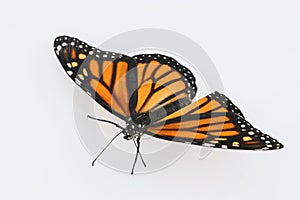 Monarch butterfly on white background