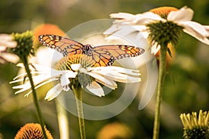 A monarch butterfly and white daisy flowers