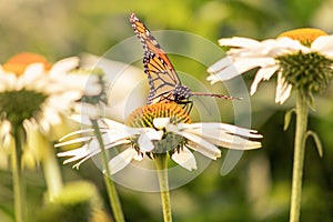 A monarch butterfly ready to fly