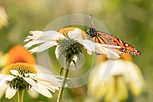 Flowers and a monarch butterfly