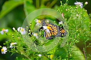 Monarch butterfly on wild fleabane wildflower