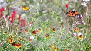 Monarch butterfly on wild flower, wildflowers bloom, garden, medow or spring lea