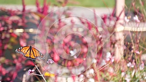 Monarch butterfly on wild flower, wildflowers bloom, garden, medow or spring lea