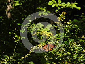 Monarch butterfly on wild goldenrod flowers at Chimney Bluffs State Park during migration