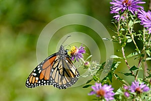 Monarch Butterfly on Wild Purple Asters