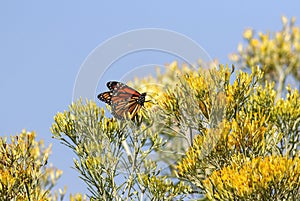 Monarch butterfly on wild Rabbitbrush bush