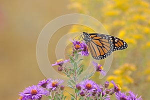 Monarch Butterfly on a Wildflower