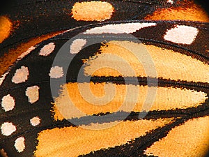 Monarch Butterfly wing macro