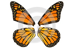 Monarch butterfly wings photo