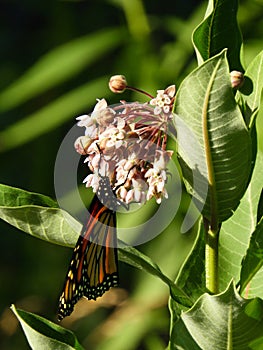 Monarch butterfly with wings closed while feeding
