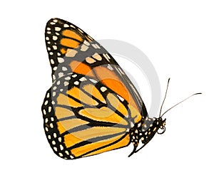 The monarch butterfly with wings closed is isolated on white background