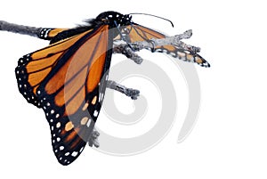 Monarch butterfly with wings down