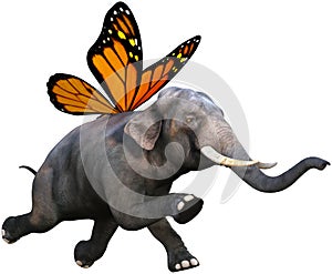 Monarch Butterfly Wings Elephant Isolated