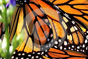 Monarch Butterfly Wings. Natural background.