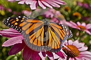 Monarch butterfly wings spread on Echinacea flower close up