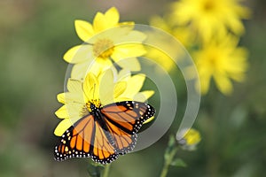 Monarch Butterfly on Woodland Sunflowers