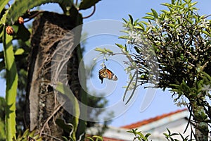 Monarch butterfly on a Wrightia religiosa flower
